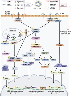 Toll-Like Receptor Signaling in Severe Acute Respiratory Syndrome Coronavirus 2-Induced Innate Immune Responses and the Potential Application Value of Toll-Like Receptor Immunomodulators in Patients With Coronavirus Disease 2019